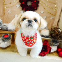 【本店】2021年12月11日のワンちゃん達♪