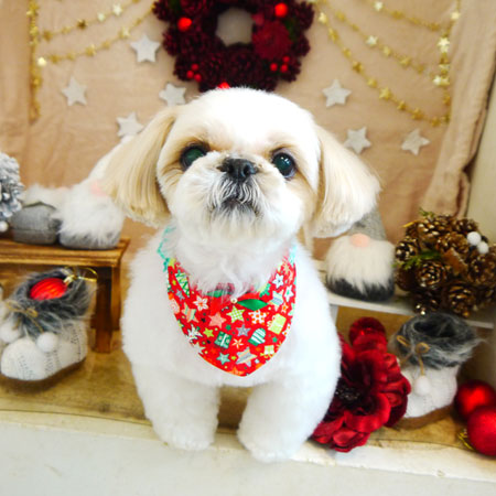 【本店】2021年12月11日のワンちゃん達♪