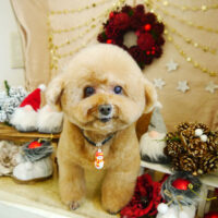 【本店】2021年12月12日のワンちゃん達♪