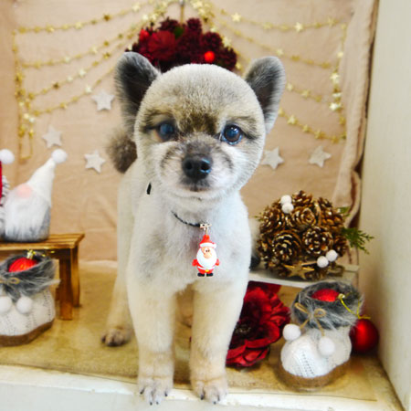 【本店】2021年12月13日のワンちゃん達♪