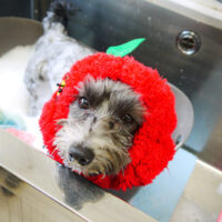 【本店】2021年12月16日のワンちゃん達♪