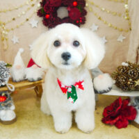 【本店】2021年12月18日のワンちゃん達♪