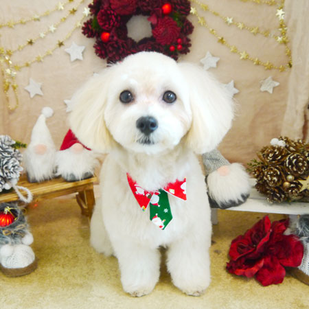 【本店】2021年12月18日のワンちゃん達♪