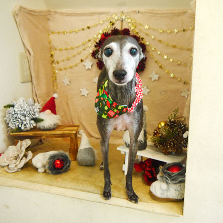 【本店】2021年12月23日のワンちゃん達♪