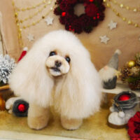 【本店】2021年12月25日のワンちゃん達♪