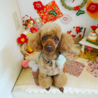 【本店】2021年12月26日のワンちゃん達♪　