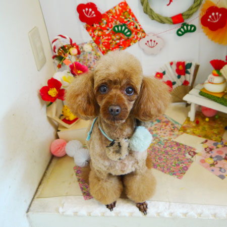 【本店】2021年12月26日のワンちゃん達♪　