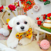 【本店】2021年12月27日のワンちゃん達♪