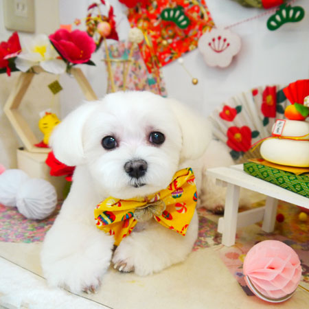 【本店】2021年12月27日のワンちゃん達♪