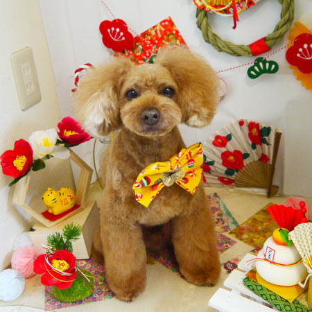 【本店】2021年12月29日のワンちゃん達♪