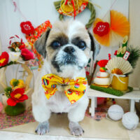 【本店】2021年12月30日のワンちゃん達♪