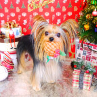 【山手店】2021年12月4日のワンちゃん達♪