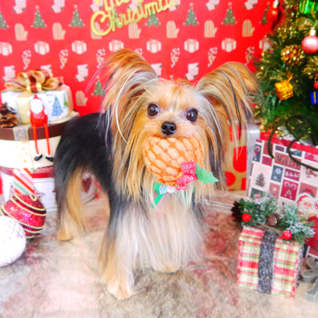 【山手店】2021年12月4日のワンちゃん達♪