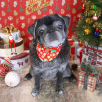 【山手店】2021年12月5日のワンちゃん達♪