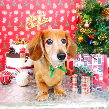 【山手店】2021年12月6日のワンちゃん達♪