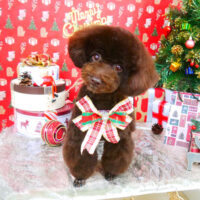 【山手店】2021年12月9日のワンちゃん達♪