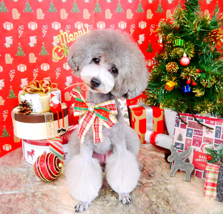 【山手店】2021年12月10日のワンちゃん達♪