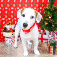 【山手店】2021年12月11日のワンちゃん達♪