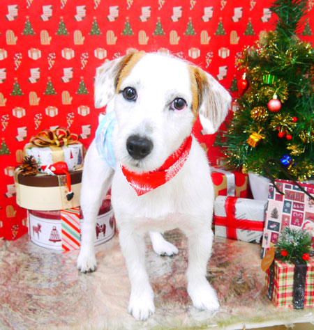 【山手店】2021年12月11日のワンちゃん達♪