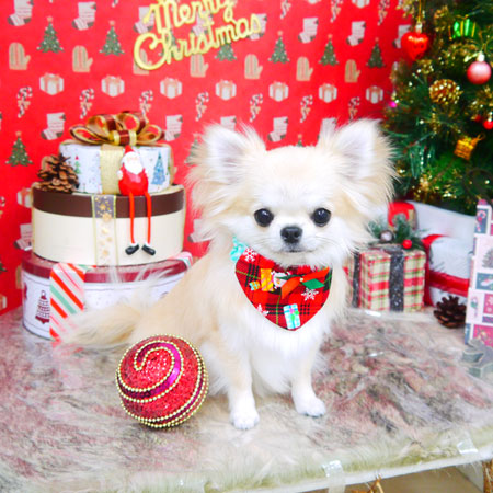 【山手店】2021年12月13日のワンちゃん達♪