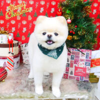 【山手店】2021年12月16日のワンちゃん達♪