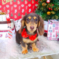 【山手店】2021年12月17日のワンちゃん達♪