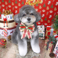 【山手店】2021年12月19日のワンちゃん達♪