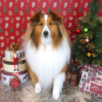 【山手店】2021年12月23日のワンちゃん達♪