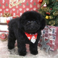 【山手店】2021年12月24日のワンちゃん達♪