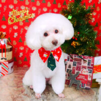 【山手店】2021年12月25日のワンちゃん達♪