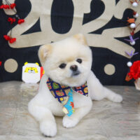 【山手店】2021年12月29日のワンちゃん達♪