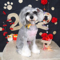 【山手店】2021年12月30日のワンちゃん達♪