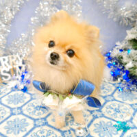 【池下店】2021年12月2日のワンちゃん達♪