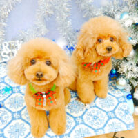 【池下店】2021年12月3日のワンちゃん達♪