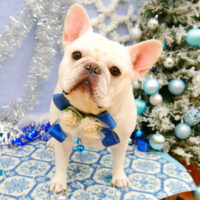 池下店】2021年12月4日のワンちゃん達♪