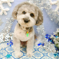 【池下店】2021年12月6日のワンちゃん達♪