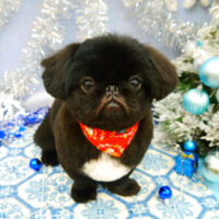 【池下店】2021年12月9日のワンちゃん達♪