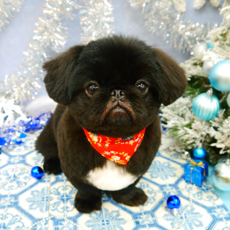 【池下店】2021年12月9日のワンちゃん達♪