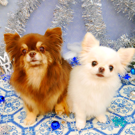 【池下店】2021年12月10日のワンちゃん達♪