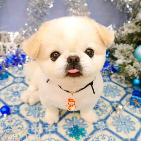 【池下店】2021年12月11日のワンちゃん達♪