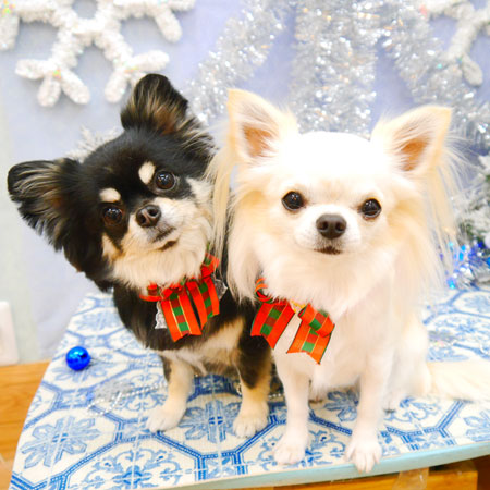 【池下店】2021年12月12日のワンちゃん達♪