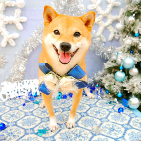 【池下店】2021年12月13日のワンちゃん達♪