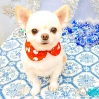 【池下店】2021年12月16日のワンちゃん達♪