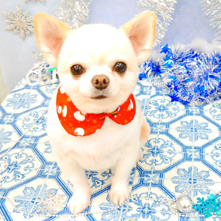 【池下店】2021年12月16日のワンちゃん達♪