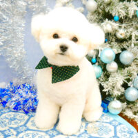 【池下店】2021年12月17日のワンちゃん達♪