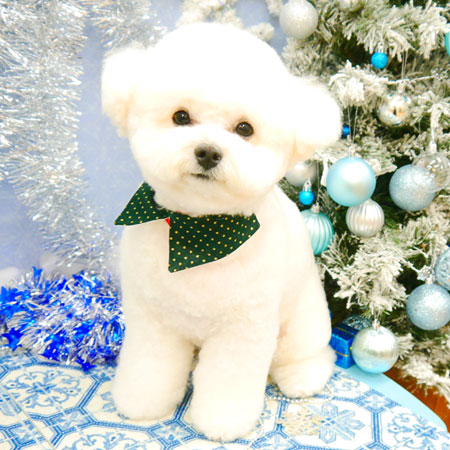 【池下店】2021年12月17日のワンちゃん達♪