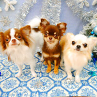 【池下店】2021年12月18日のワンちゃん達♪