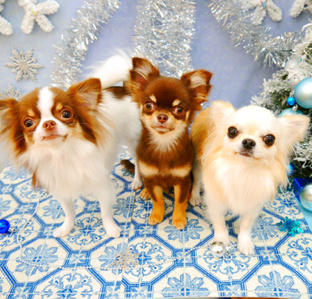 【池下店】2021年12月18日のワンちゃん達♪