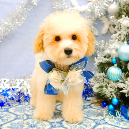 【池下店】2021年12月19日のワンちゃん達♪