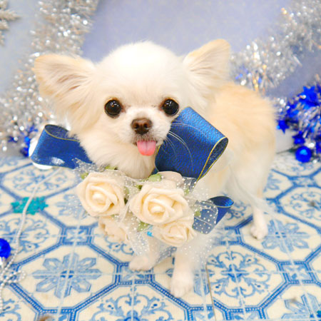 【池下店】2021年12月20日のワンちゃん達♪